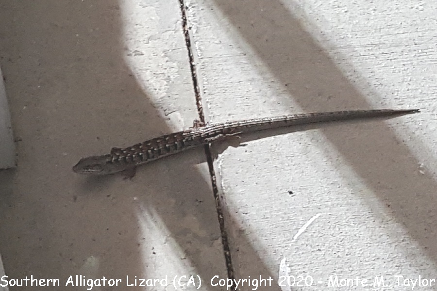 Southern Alligator Lizard -summer- (California)