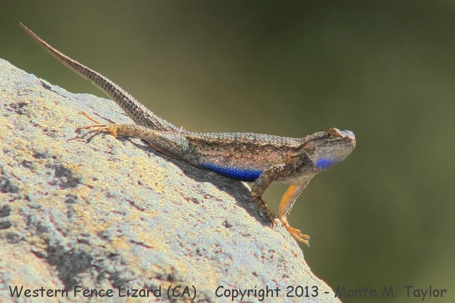 Western Fence Lizard -spring- (California)