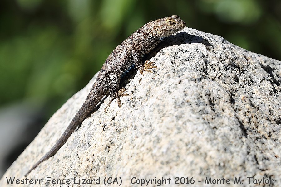 Western Fence Lizard -spring- (California)