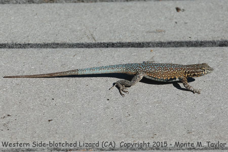 Western Side-blotched Lizard -spring- (Morongo Valley, California)