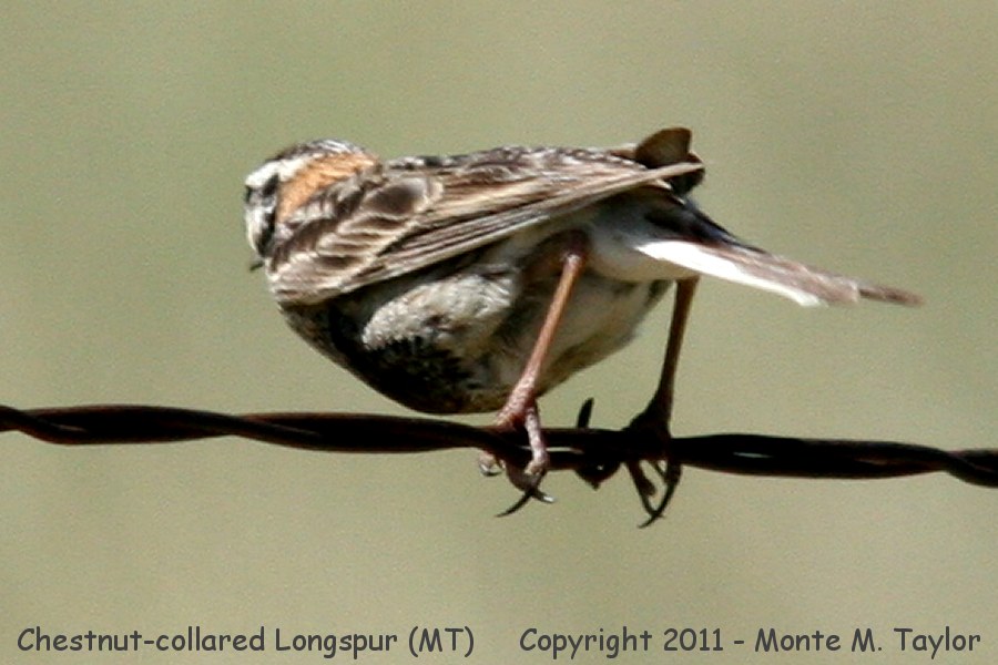Chestnut-collared Longspur -summer female- (Montana)