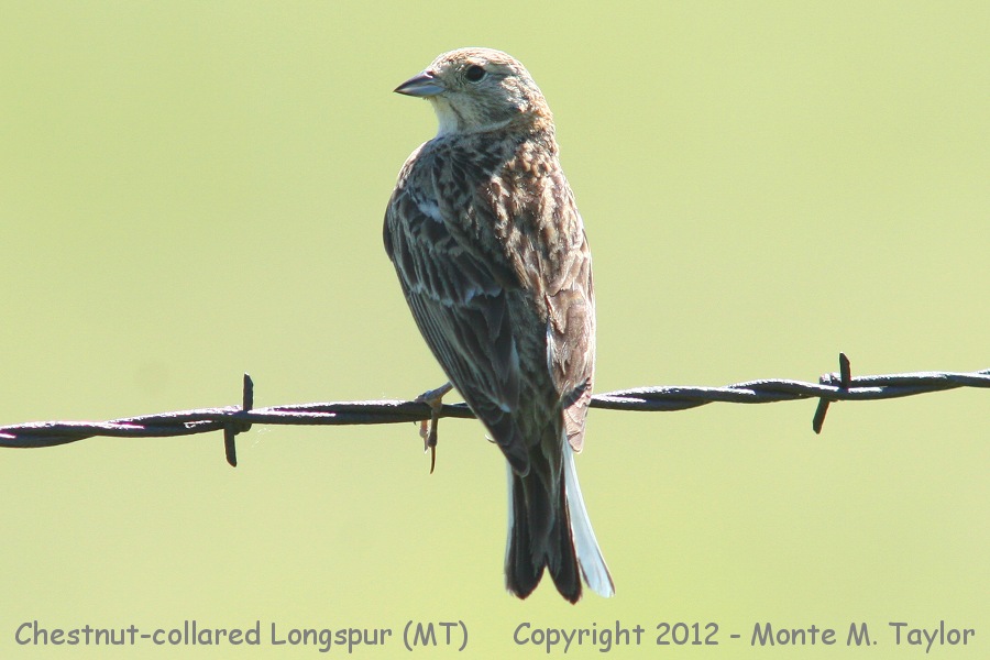 Chestnut-collared Longspur -summer female- (Montana)