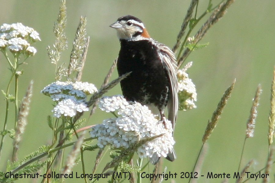 Chestnut-collared Longspur -summer male- (Montana)