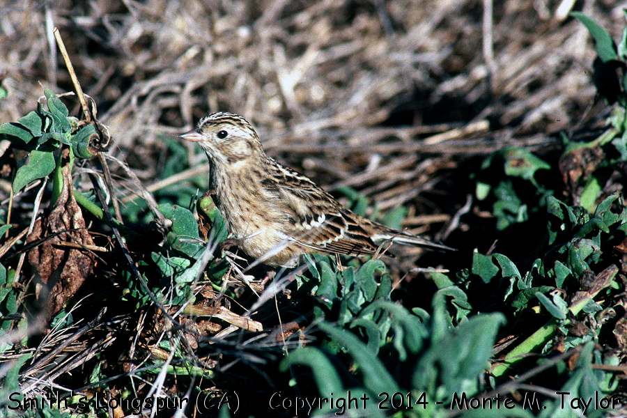 Smith's Longspur -Sept 18th, 1990 1st year male- (Moss Landing, California)