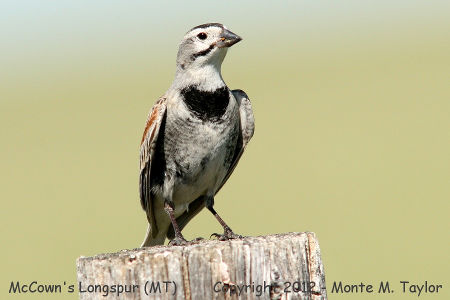 McCown's Longspur -summer male- (Montana)