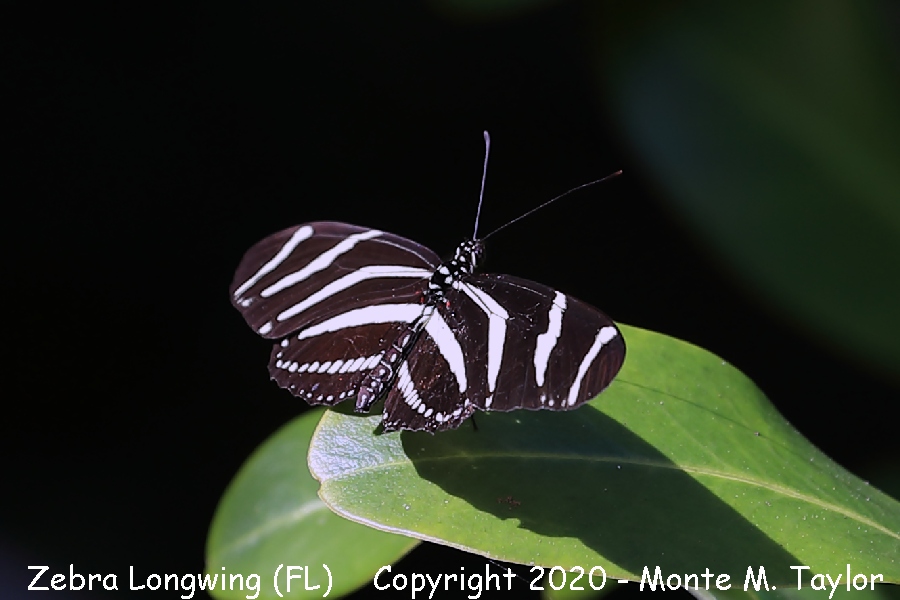Zebra Longwing -winter- (Everglades NP, Florida)