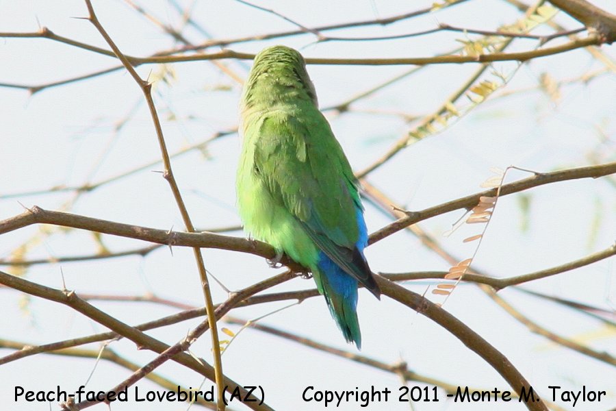 Rosy-faced Lovebird -winter male- (Gilbert, Arizona)