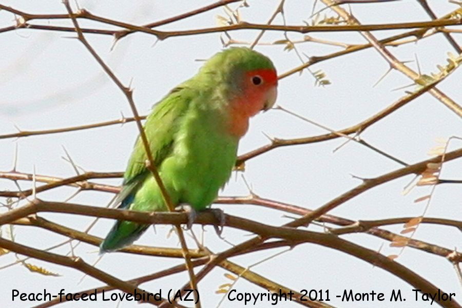 Rosy-faced Lovebird -winter male- (Gilbert, Arizona)