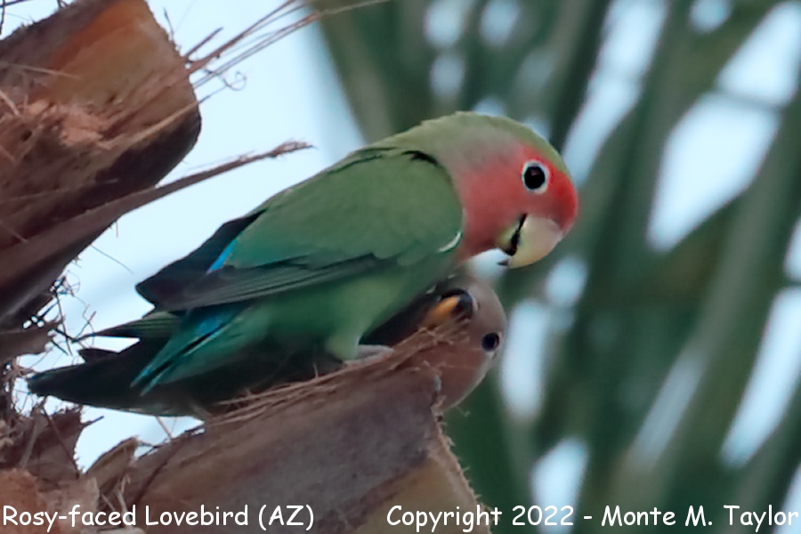 Rosy-faced Lovebird -summer male and female- (Arizona)