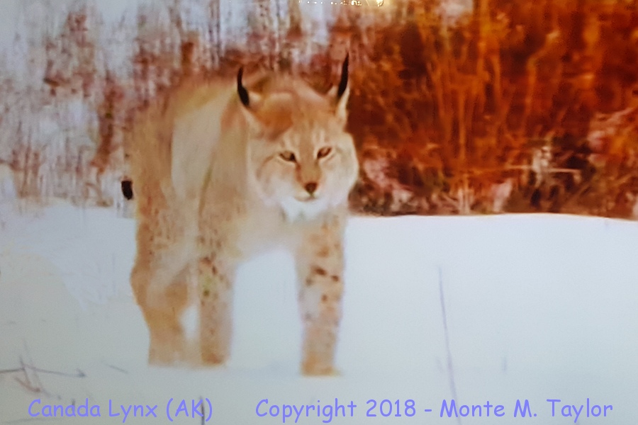 Canada (Canadian) Lynx -winter- (Alaska)
