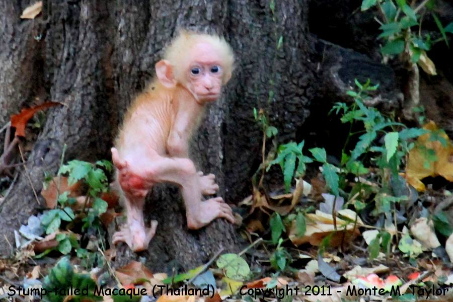 Stump-tailed Macaque -winter baby- (Kaeng Krachan National Park, Petchaburi, Thailand)