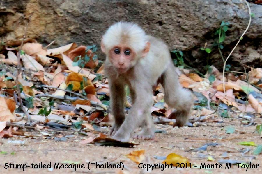 Stump-tailed Macaque -winter juvenile- (Kaeng Krachan National Park, Petchaburi, Thailand)