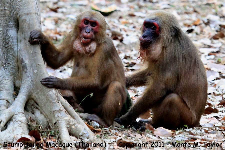 Stump-tailed Macaque -winter female- (Kaeng Krachan National Park, Petchaburi, Thailand)