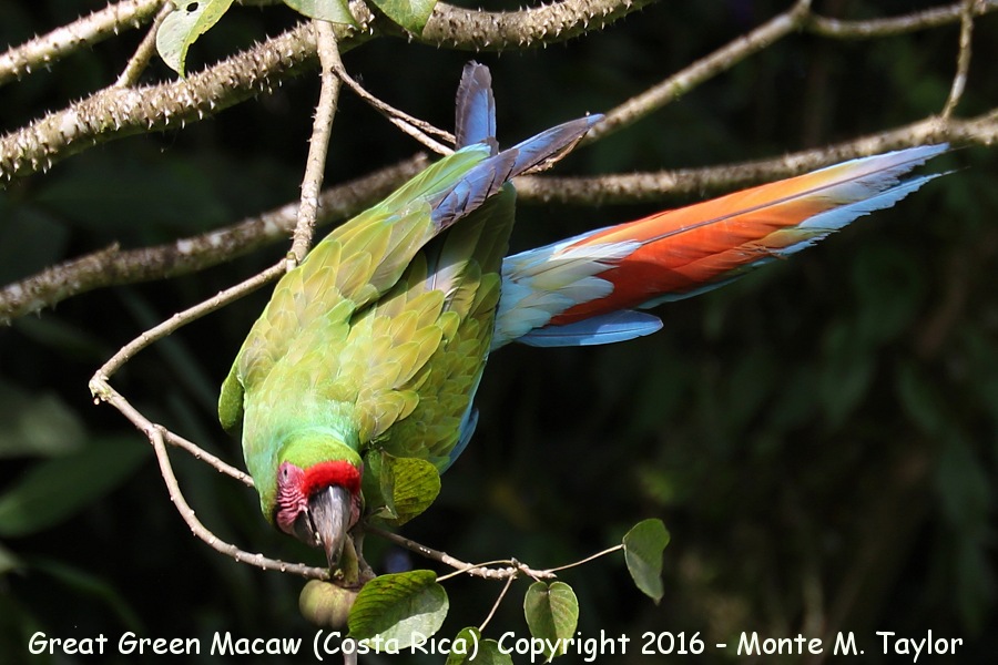 Great Green Macaw -winter- (Selva Verde, Costa Rica)