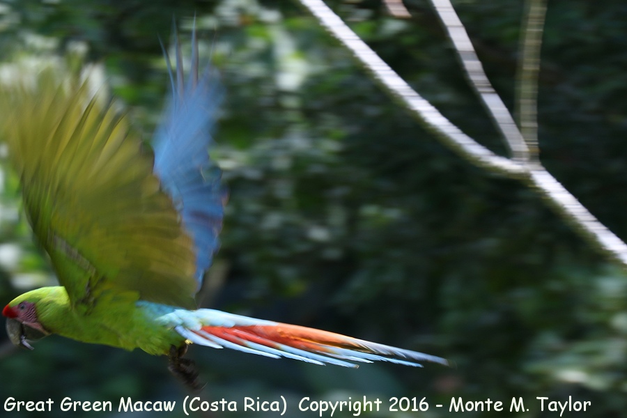 Great Green Macaw -winter- (Selva Verde, Costa Rica)