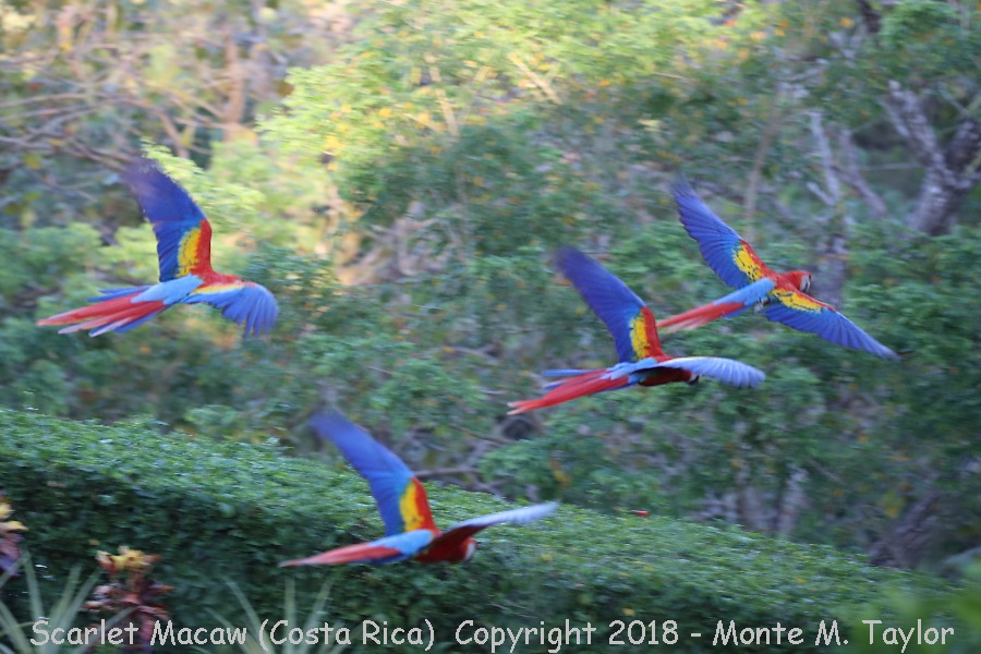 Scarlet Macaw -winter- (Cerro Lodge - Costa Rica)