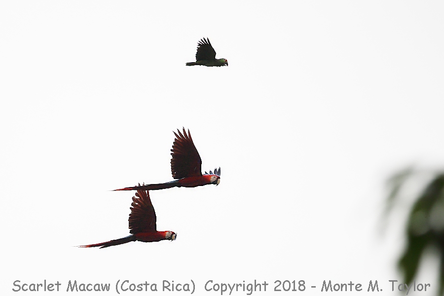 Scarlet Macaw -winter- (Carara National Park, Costa Rica)