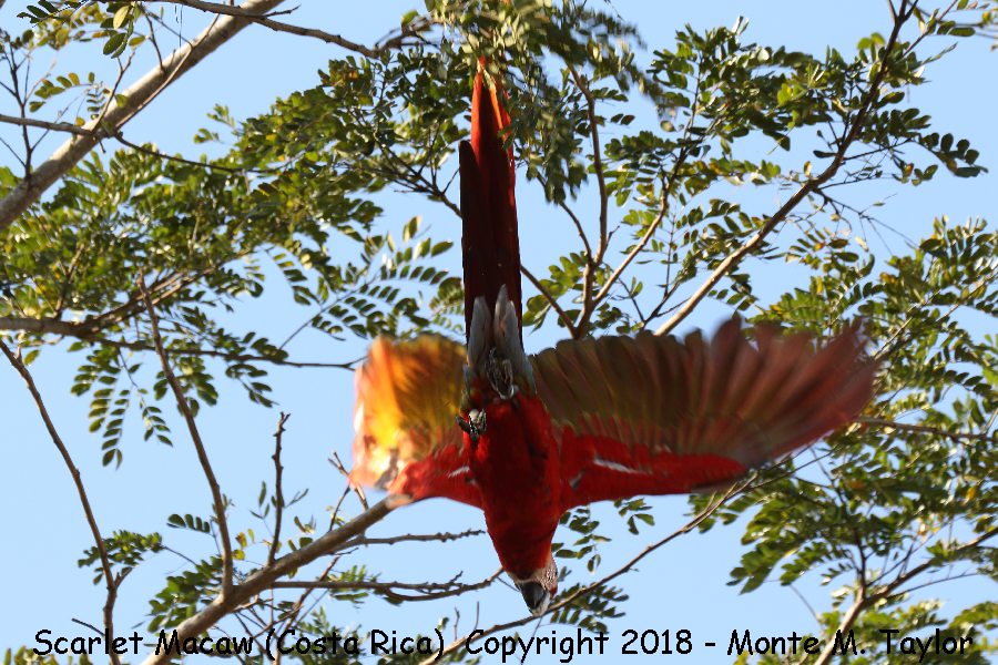 Scarlet Macaw -winter- (Carara National Park, Costa Rica)