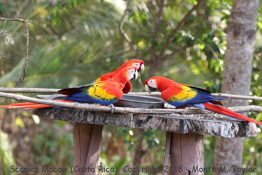 Scarlet Macaw -winter- (Cerro Lodge, Costa Rica)