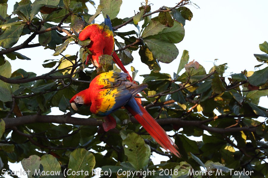 Scarlet Macaw -winter- (Cerro Lodge - Costa Rica)