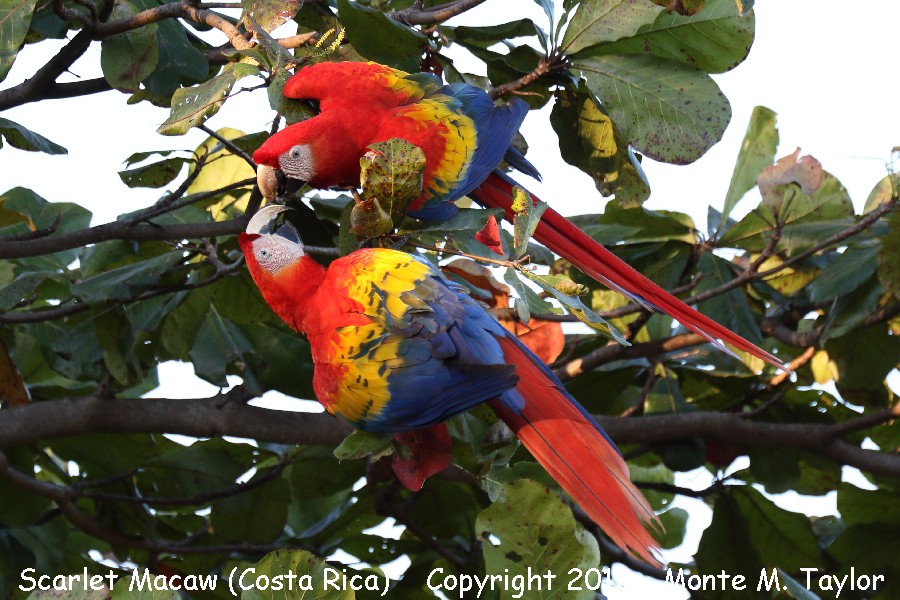 Scarlet Macaw -winter- (Costa Rica)