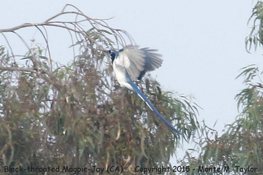 Black-throated Magpie-Jay -spring- (Imperial Beach, California)