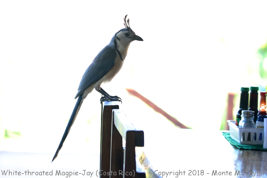 White-throated Magpie-Jay -winter- (Costa Rica)