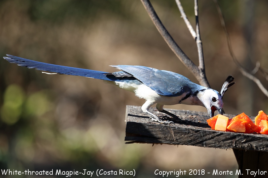 White-throated Magpie-Jay -winter- (Costa Rica)
