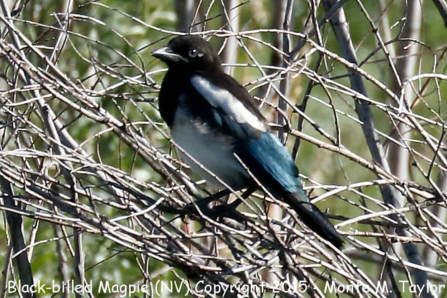 Black-billed Magpie -spring immature- (Nevada)