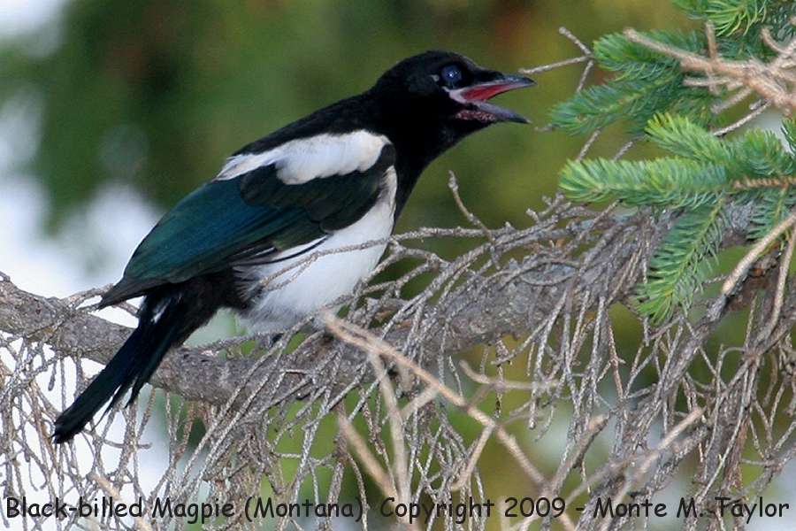 Black-billed Magpie -summer juvenal- (Montana)