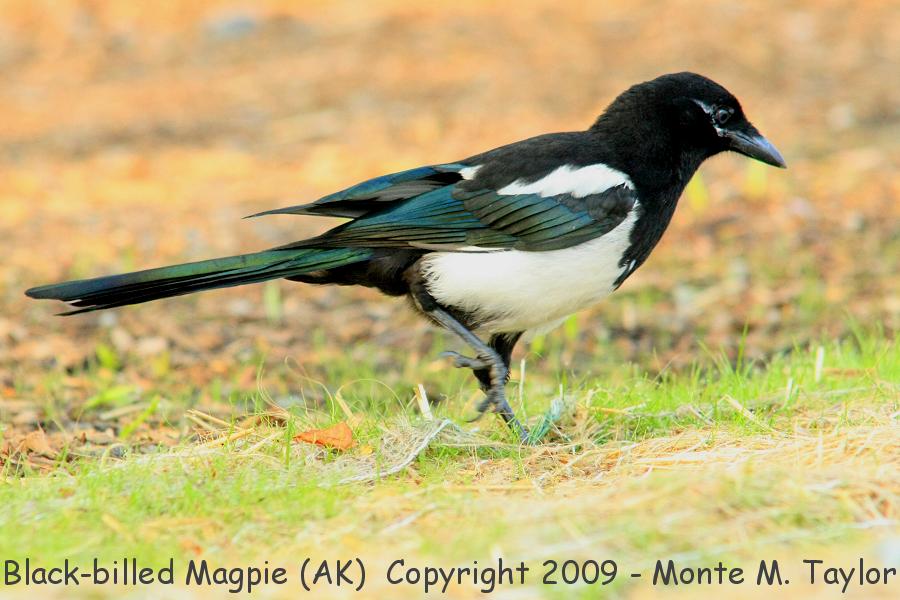 Black-billed Magpie -spring- (Alaska)