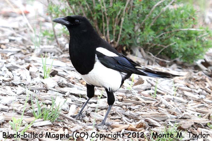 Black-billed Magpie -spring- (Colorado)