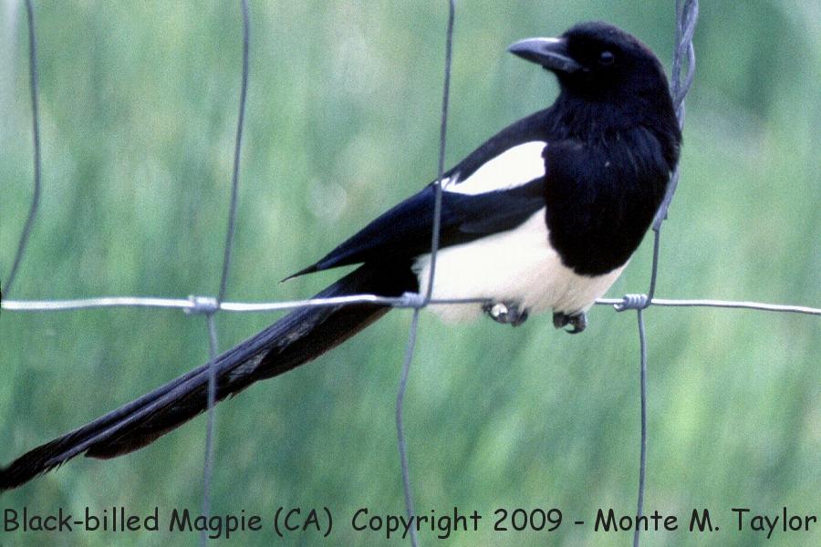 Black-billed Magpie -winter- (California)