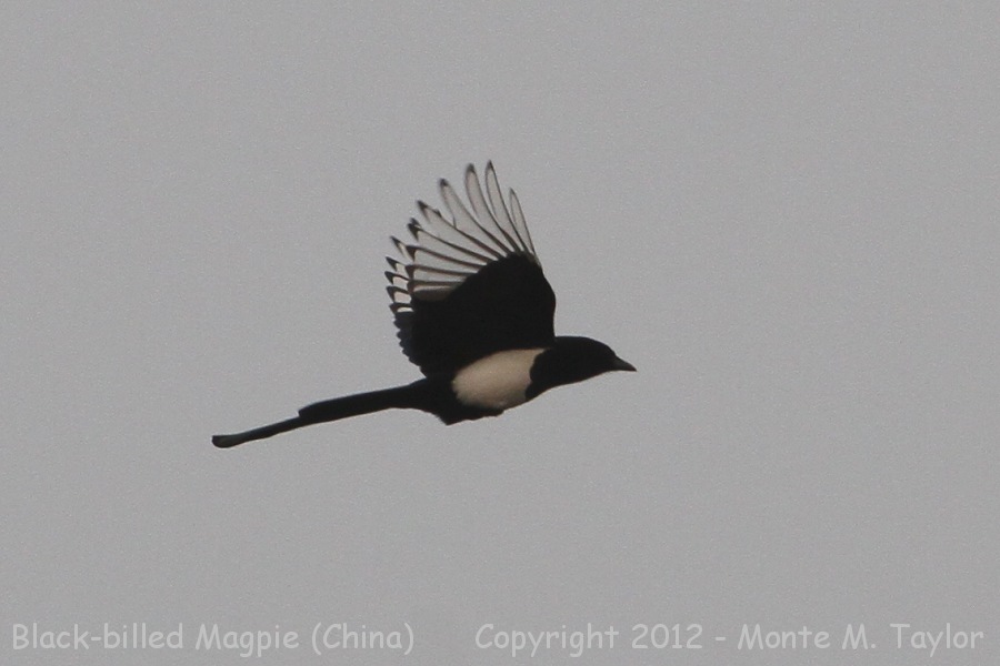 Oriental Magpie -winter- (China)