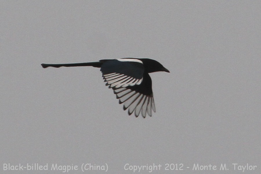 Oriental Magpie -winter- (China)