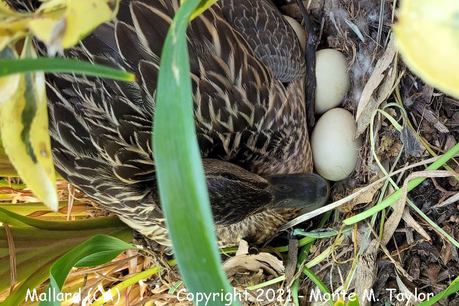 Mallard -spring / on eggs) (California)