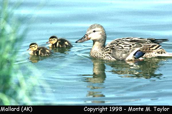 Mallard -spring female w/chicks- (Alaska)