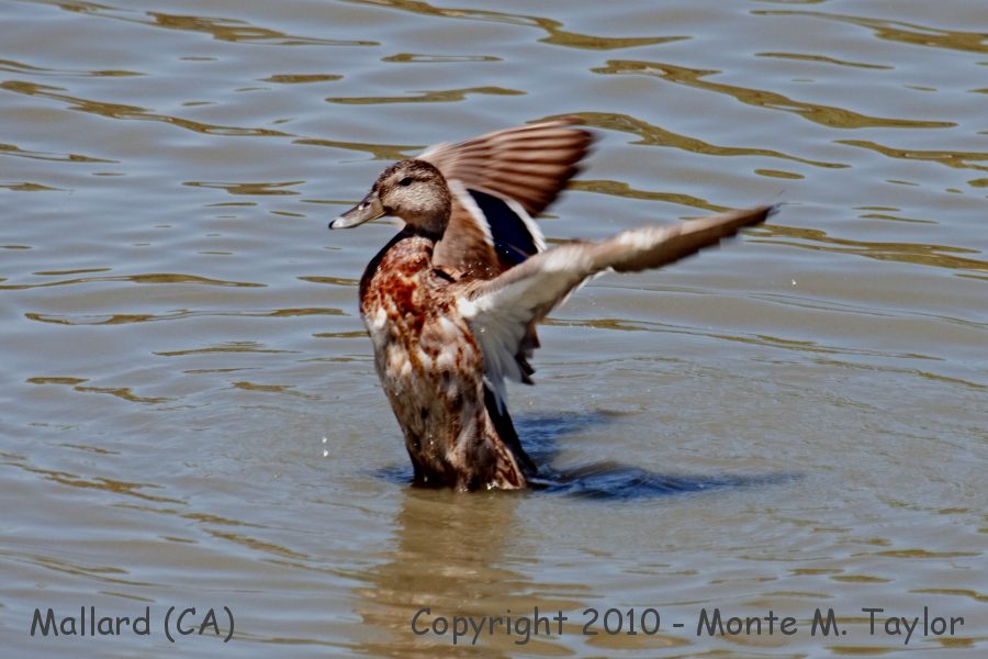 Mallard -summer- (California)