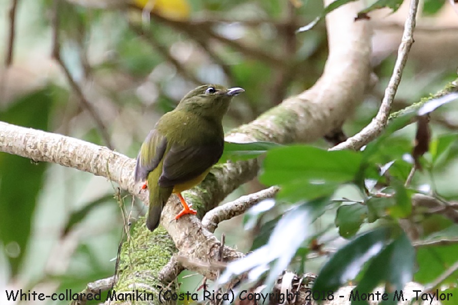 White-collared Manakin -winter female- (Costa Rica)
