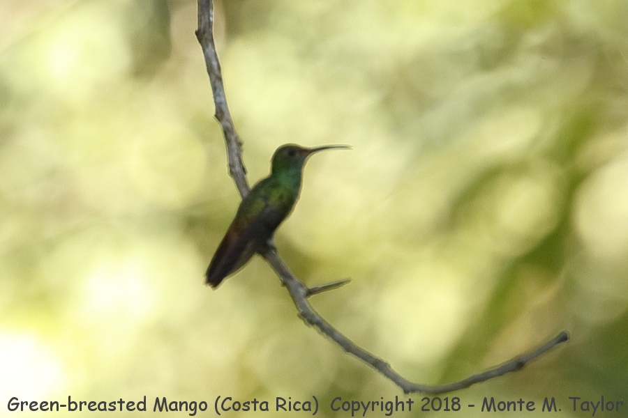 Green-breasted Mango -winter- (Cerro Lodge - Costa Rica)