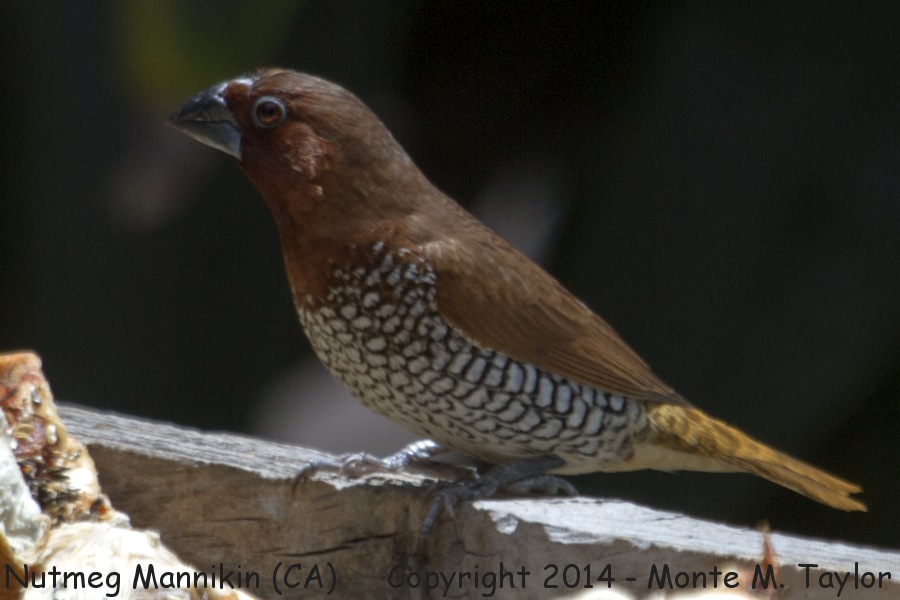 Scaly-breasted Munia -spring male- (California)
