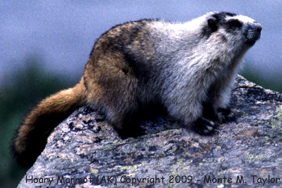 Hoary Marmot -spring- (Denali National Park, Alaska)