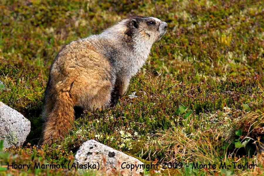 Hoary Marmot -summer- (Alaska)