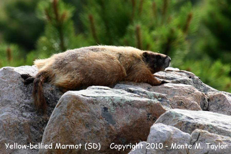 Yellow-bellied Marmot -summer- (South Dakota)