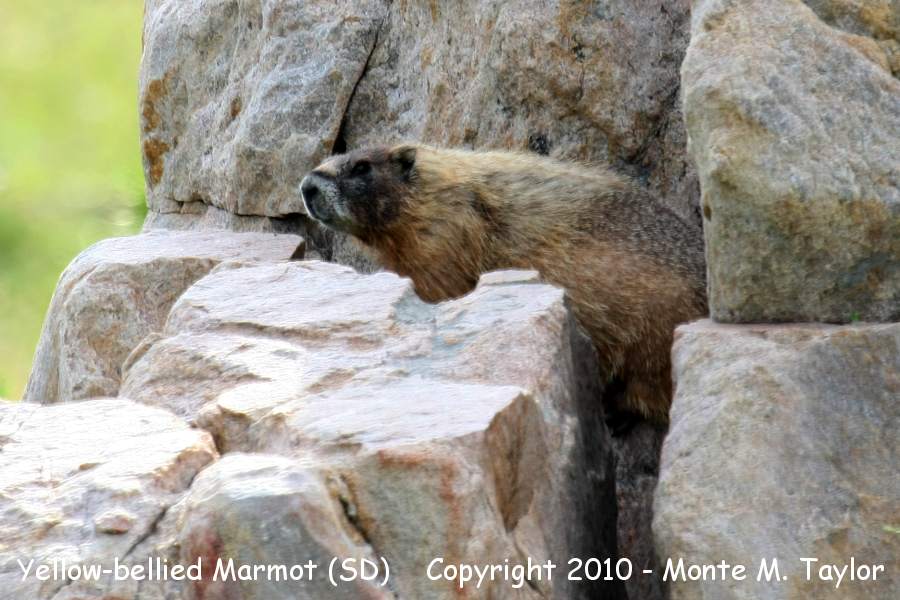 Yellow-bellied Marmot -summer- (South Dakota)
