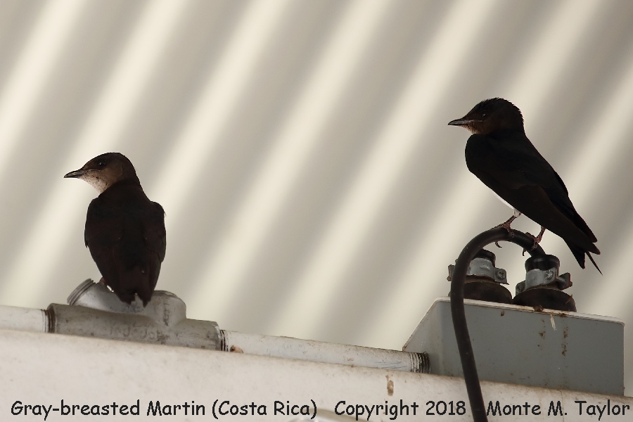 Gray-breasted Martin -winter- (Costa Rica)