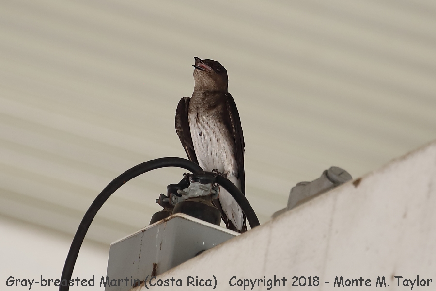 Gray-breasted Martin -winter- (Costa Rica)