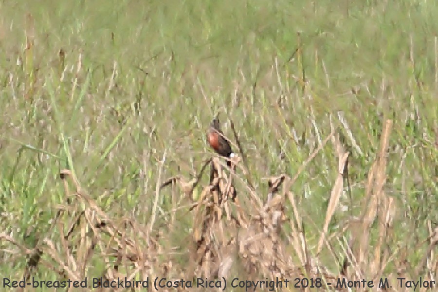 Red-breasted Blackbird -winter female- (Costa Rica)