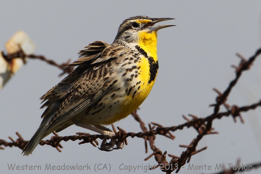 Western Meadowlark -spring- (California)