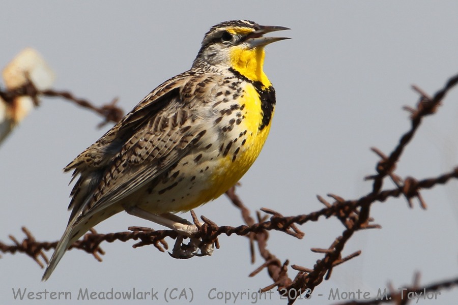Western Meadowlark -spring- (California)